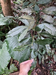 Turpinia ternata