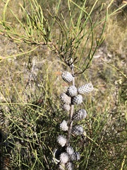 Allocasuarina mackliniana