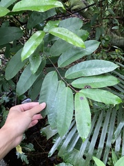 Anodendron benthamianum