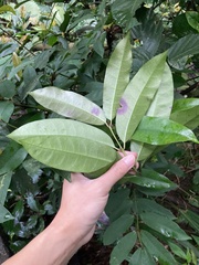Anodendron benthamianum