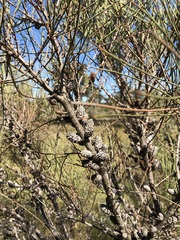 Allocasuarina mackliniana
