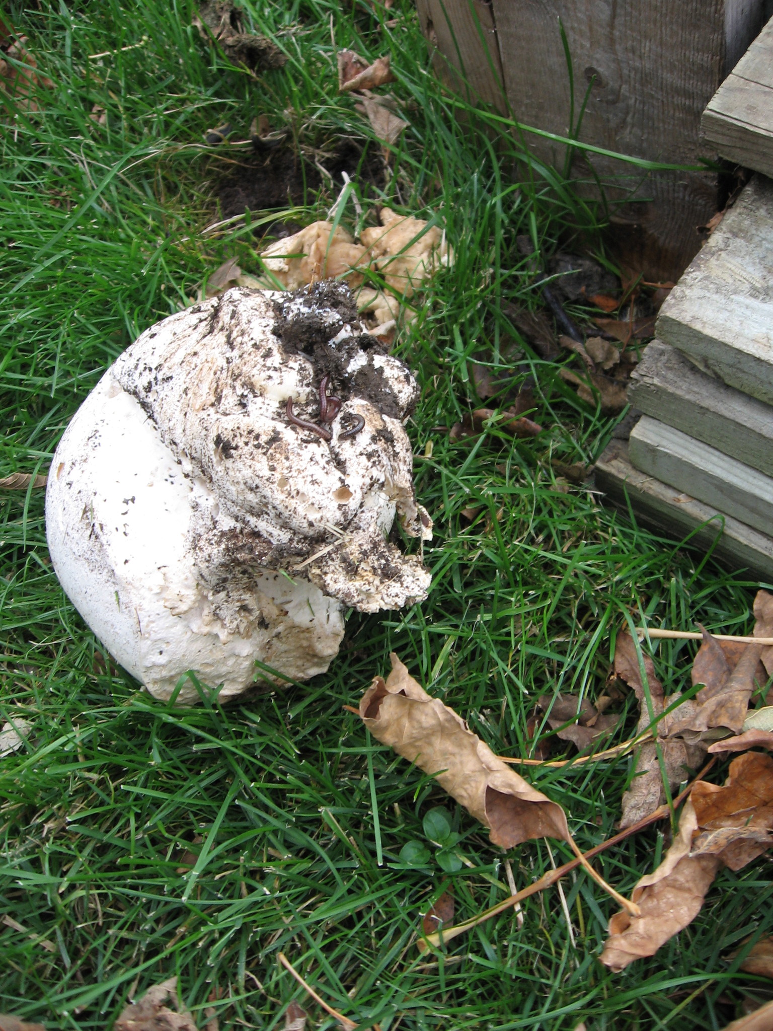 Calvatia gigantea image