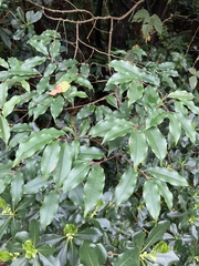 Prunus spinulosa