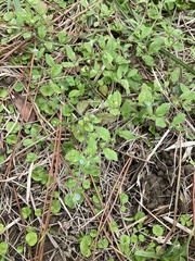 Bothriospermum zeylanicum