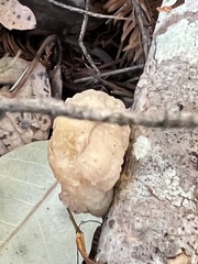 Naematelia encephala