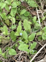 Bothriospermum zeylanicum