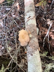 Naematelia encephala