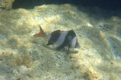 Pseudogoniistius nigripes