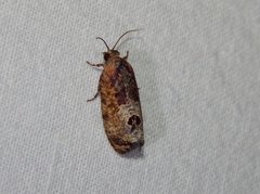Cryptophlebia peltastica