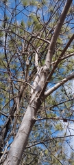 Bursera bipinnata