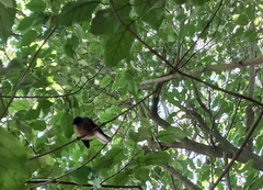 Rhipidura fuliginosa fuliginosa