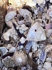 Astralium tentoriiforme