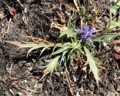 Eryngium vesiculosum