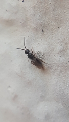 Ceraphronoidea