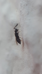 Ceraphronoidea