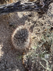 Mammillaria hutchisoniana