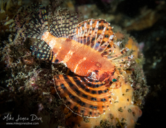 Dendrochirus brachypterus