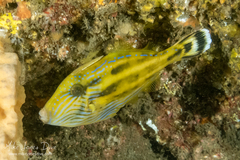 Meuschenia trachylepis