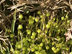 Physcomitrium pyriforme