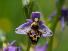 Ophrys oestrifera