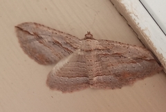 Austrocidaria gobiata