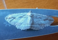 Austrocidaria gobiata