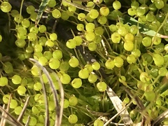 Physcomitrium pyriforme