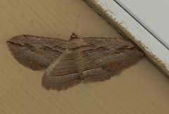 Austrocidaria gobiata