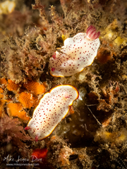 Goniobranchus daphne