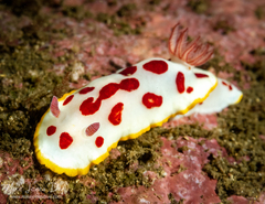 Goniobranchus splendidus