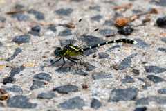 Hemigomphus heteroclytus