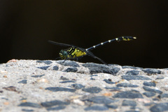Hemigomphus heteroclytus