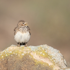 Alaudala rufescens