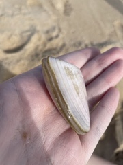 Latona deltoides