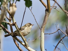 Melithreptus brevirostris