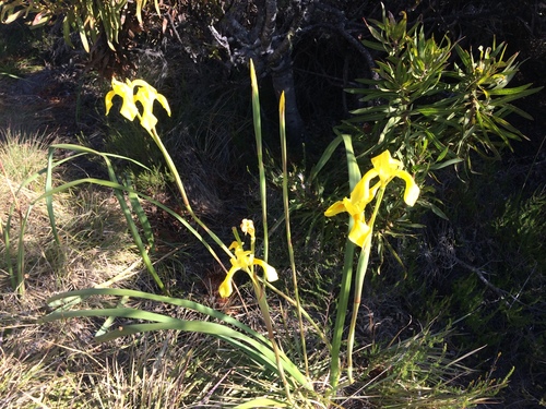 Image of Moraea spathulata by (c) Andrew Gillespie, some rights reserved (CC BY-SA)