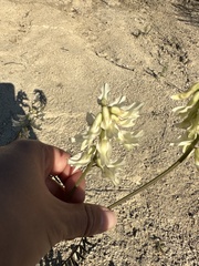 Astragalus trichopodus