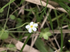 Androsace umbellata