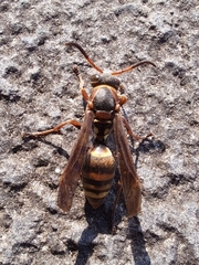 Polistes snelleni