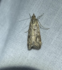 Achyra affinitalis