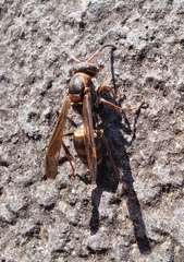 Polistes snelleni