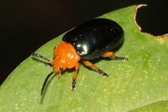 Lamprolina simillima