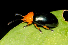 Lamprolina simillima