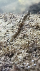 Synapta
