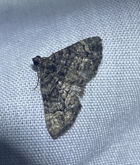 Eucymatoge peplodes