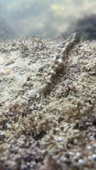 Synapta