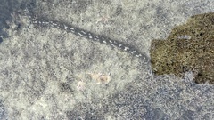 Synapta