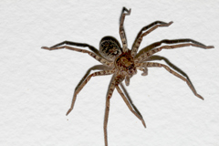 Heteropoda jugulans