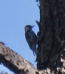 Dryobates borealis