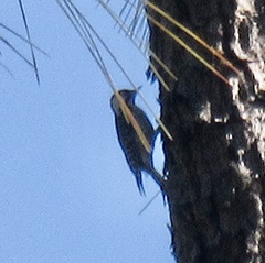 Dryobates borealis